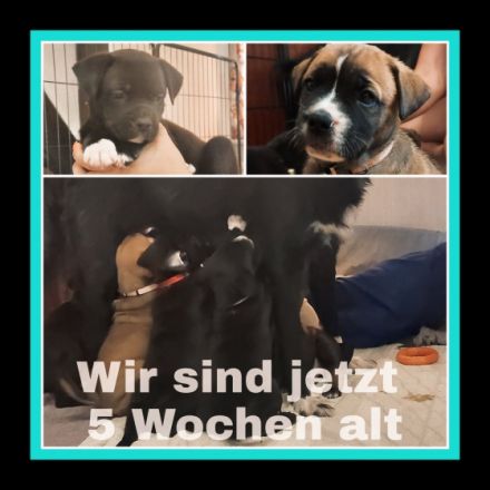 Aus unserem Wurf, suchen zwei Rüden und vier Hündinnen