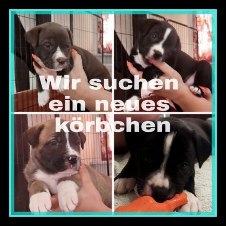 Aus unserem Wurf, suchen zwei Rüden und vier Hündinnen