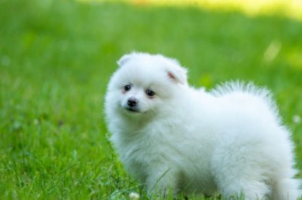 Wir suchen ein neues Zuhause: 4 Reinrassige Deutsche