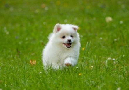 Wir suchen ein neues Zuhause: 4 Reinrassige Deutsche