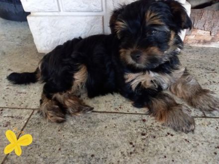 Havaneser/Yorkshire Terrier, Mischlingswelpen