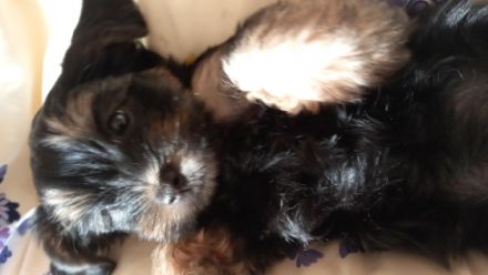 Havaneser/Yorkshire Terrier, Mischlingswelpen