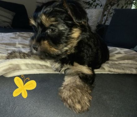 Havaneser/Yorkshire Terrier, Mischlingswelpen