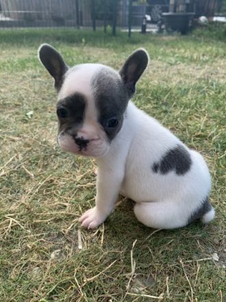Drei von sieben Welpen suchen noch immer ihren