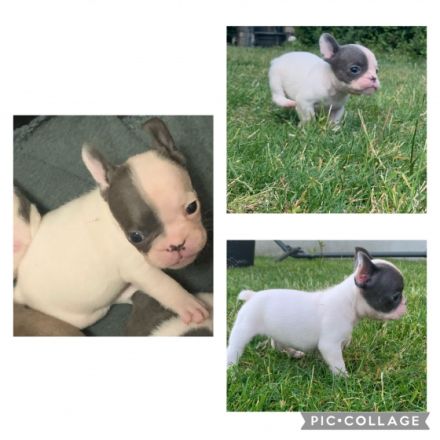 Drei von sieben Welpen suchen noch immer ihren