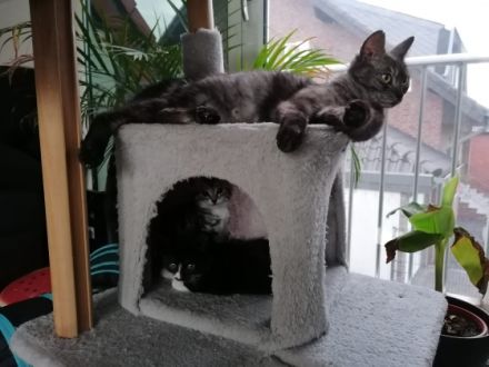 Hallo zusammen, unsere Lou hat am 27.April.22, 4 Kitten