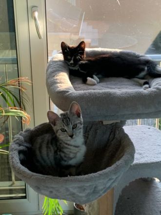 Hallo zusammen, unsere Lou hat am 27.April.22, 4 Kitten