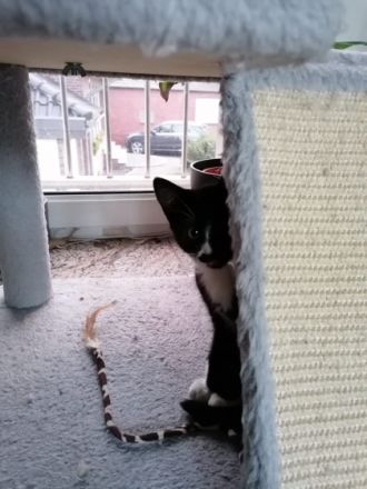 Hallo zusammen, unsere Lou hat am 27.April.22, 4 Kitten