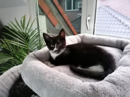 Hallo zusammen, unsere Lou hat am 27.April.22, 4 Kitten