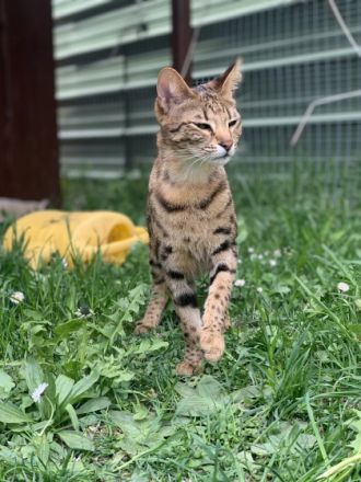 Die zwei Kater wurden am 20.07.22 geboren. Sie stammen