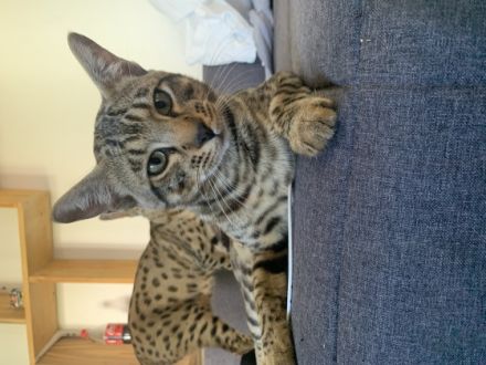 Die zwei Kater wurden am 20.07.22 geboren. Sie stammen