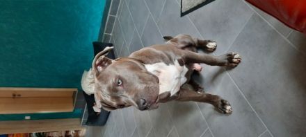 015175402956.Ich bin Paco ein Cane Corso Mischling Rüde