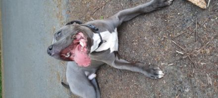 015175402956.Ich bin Paco ein Cane Corso Mischling Rüde