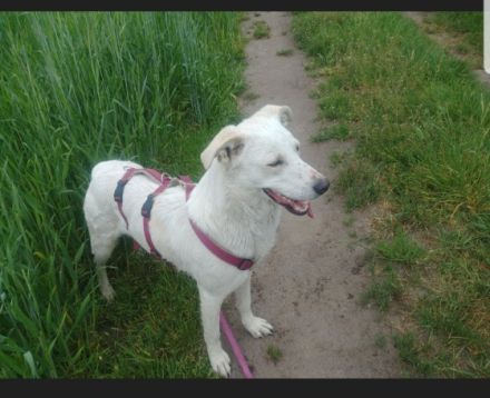 Hallo, hier sucht die Fellnase Polar nach seiner