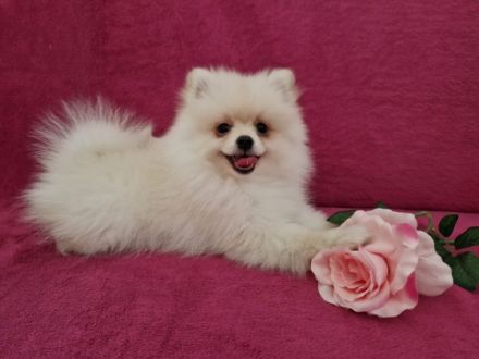 Unsere 5 wundervollen Zwergspitzwelpen sind am 29.04.22