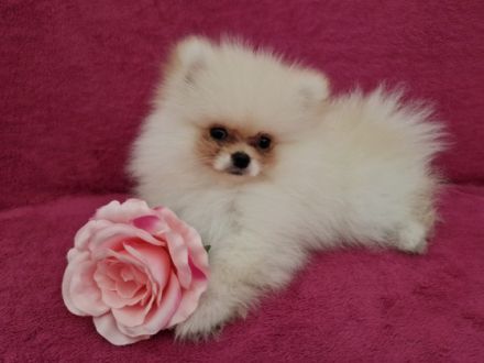 Unsere 5 wundervollen Zwergspitzwelpen sind am 29.04.22