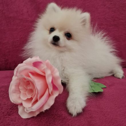 Unsere 5 wundervollen Zwergspitzwelpen sind am 29.04.22