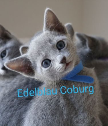 Russisch Blau Züchter "Edelblau Coburg"