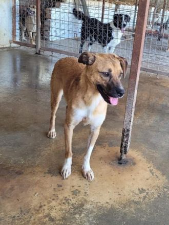 Minnie, MINNIE Goldige Maus Alter: 1.4.21 Größe: ca