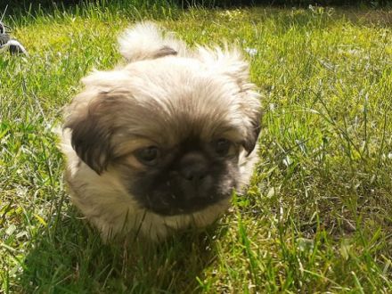 4 Welpen, reinrassige Pekinesen 3 Rüden 1 Mädchen die