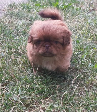 4 Welpen, reinrassige Pekinesen 3 Rüden 1 Mädchen die