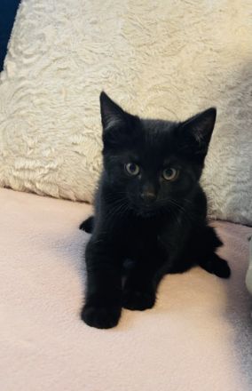 Unsere Bella hat ihre Zucker süßen kitten am 1.05.22