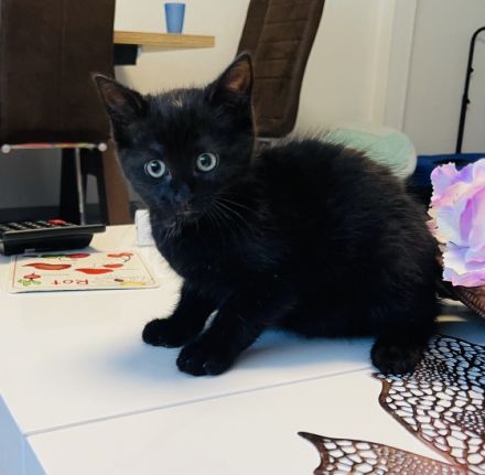 Unsere Bella hat ihre Zucker süßen kitten am 1.05.22