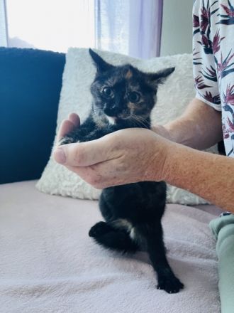 Unsere Bella hat ihre Zucker süßen kitten am 1.05.22