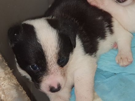 Am 22.6.22 wurden 6 Süße Welpen geboren. Es sind 5