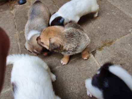 Am 22.6.22 wurden 6 Süße Welpen geboren. Es sind 5