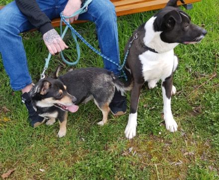 Am 22.6.22 wurden 6 Süße Welpen geboren. Es sind 5