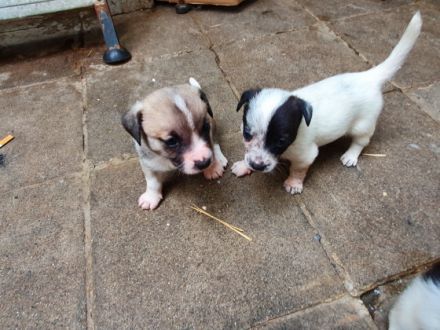 Am 22.6.22 wurden 6 Süße Welpen geboren. Es sind 5
