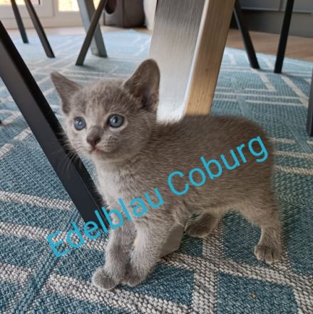 Russisch Blau Kitten