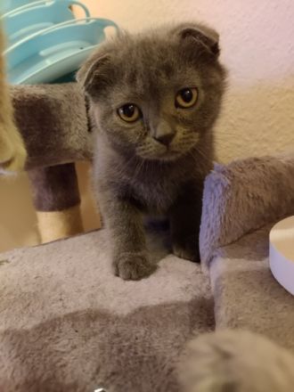 Unsere süße Katze hat am 23.5 Nachwuchs bekommen und 4