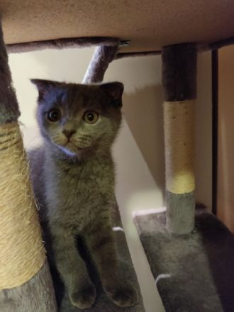 Unsere süße Katze hat am 23.5 Nachwuchs bekommen und 4