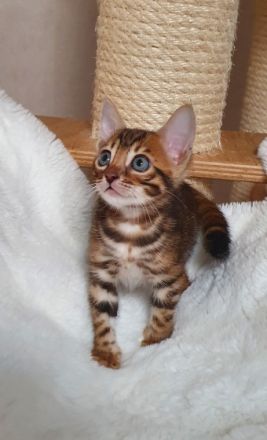 Liebe Katzenfreunde, wir haben zuckersüße Goldschatz