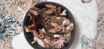 Liebe Katzenfreunde, wir haben zuckersüße Goldschatz