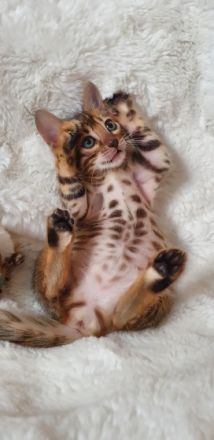 Liebe Katzenfreunde, wir haben zuckersüße Goldschatz