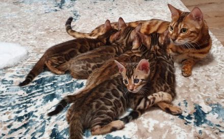 Liebe Katzenfreunde, wir haben zuckersüße Goldschatz