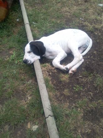 Wir haben noch vier Welpen abzugeben die ein neues zu