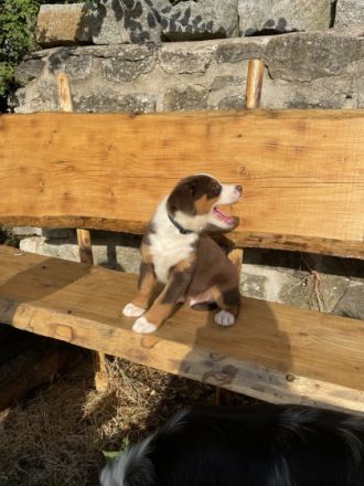 Mini Australien Shepherd Welpen Suchen Einen Freund &