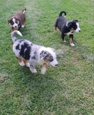 Mini Australien Shepherd Welpen Suchen Einen Freund &