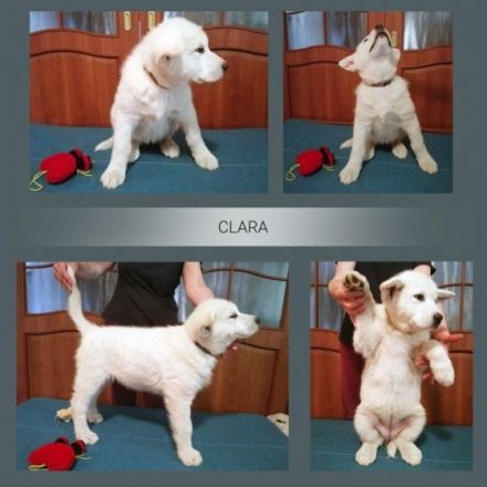 Die Welpin wurden am 20.04.2022 geboren. Welpeneltern: