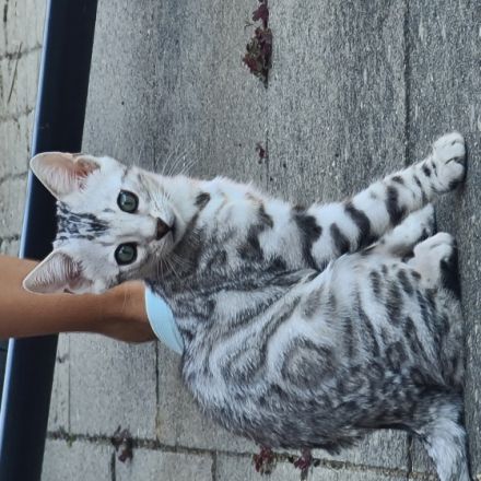 Exklusive, reinrassige Black Silber Bengal Junge