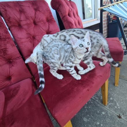 Exklusive, reinrassige Black Silber Bengal Junge