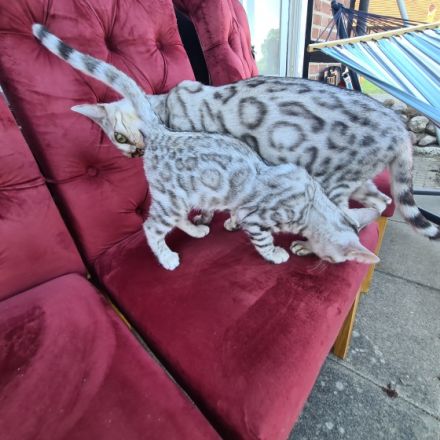 Exklusive, reinrassige Black Silber Bengal Junge