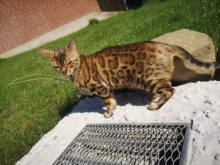 Vom Hof Paul Bengalzucht, Unser Luxus Show Bengal