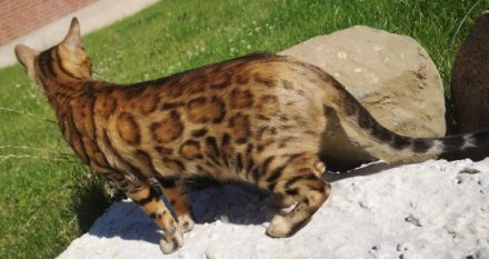 Vom Hof Paul Bengalzucht, Unser Luxus Show Bengal