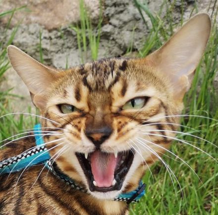 Vom Hof Paul Bengalzucht, Unser Luxus Show Bengal