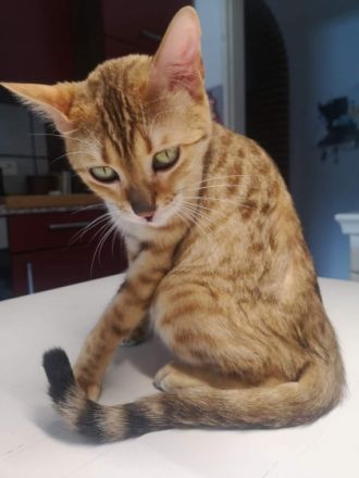 Daisy, DAISY IST Rossetted Eltern armya ist Black